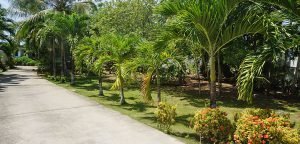 Entry Panglao land for lease